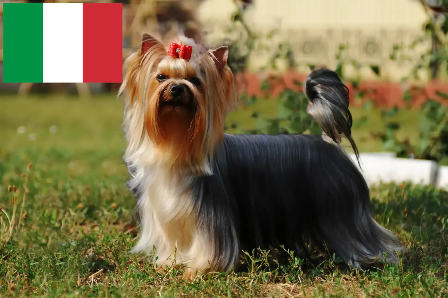 Read more about the article Yorkshire Terrier breeders and puppies in Italy