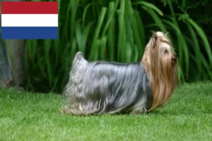 Read more about the article Yorkshire Terrier breeders and puppies in the Netherlands