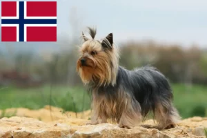 Read more about the article Yorkshire Terrier breeders and puppies in Norway