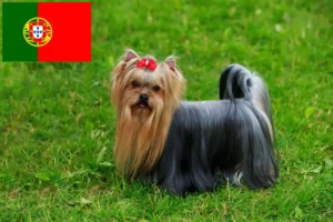 Read more about the article Yorkshire Terrier breeders and puppies in Portugal