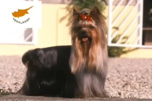 Read more about the article Yorkshire Terrier breeders and puppies in Cyprus