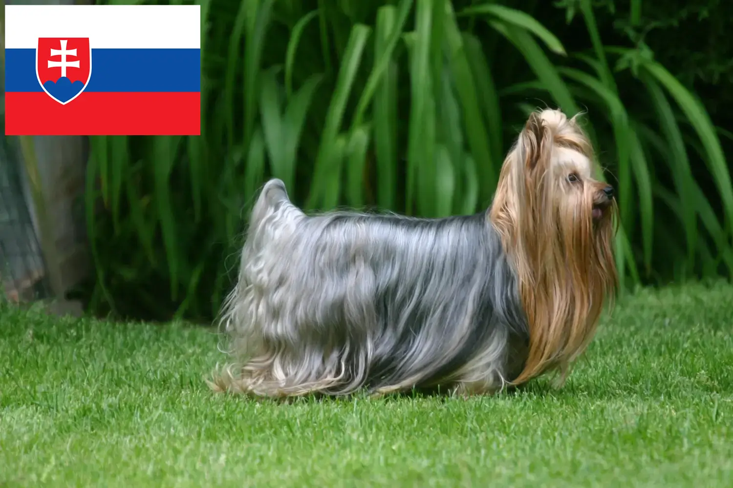 Read more about the article Yorkshire Terrier breeders and puppies in Slovakia