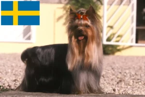 Read more about the article Yorkshire Terrier breeders and puppies in Sweden