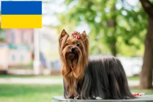 Read more about the article Yorkshire Terrier breeders and puppies in Ukraine