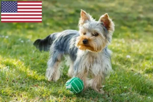 Read more about the article Yorkshire Terrier breeders and puppies in the USA