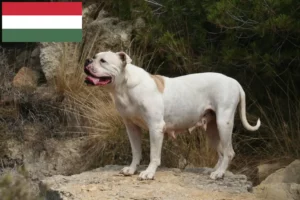 Read more about the article American Bulldog breeders and puppies in Hungary