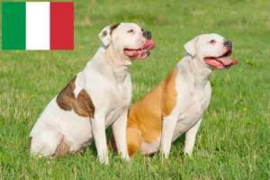 Read more about the article American Bulldog breeders and puppies in Italy