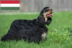 Read more about the article American Cocker Spaniel breeders and puppies in Hungary