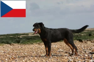 Read more about the article Beauceron breeders and puppies in the Czech Republic