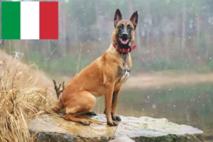Read more about the article Belgian Shepherd Dog Breeder and Puppies in Italy