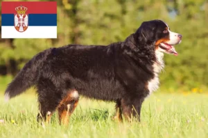 Read more about the article Bernese Mountain Dog Breeder and Puppies in Serbia