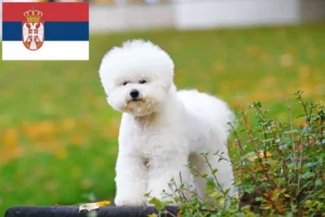 Read more about the article Bichon Frisé breeders and puppies in Serbia