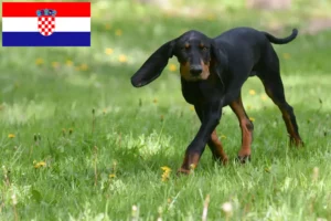 Read more about the article Black and Tan Coonhound breeders and puppies in Croatia