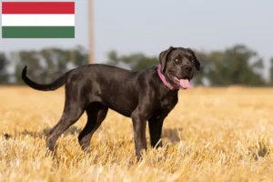 Read more about the article Cane Corso Italiano breeders and puppies in Hungary