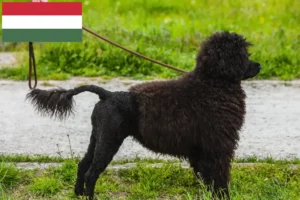 Read more about the article Cão de Agua português breeders and puppies in Hungary