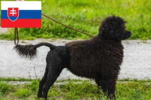 Read more about the article Cão de Agua português breeders and puppies in Slovakia