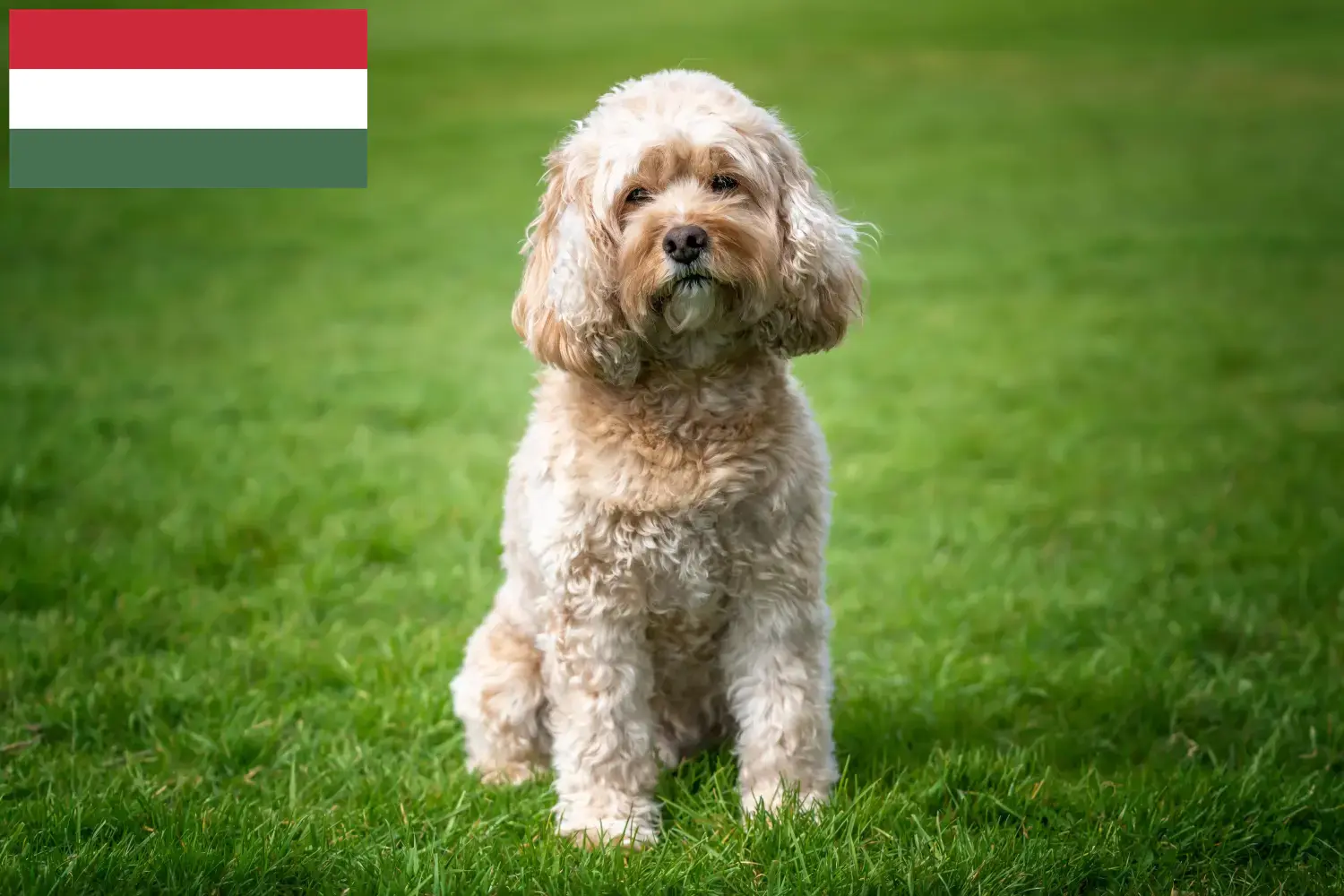 Read more about the article Cavoodle breeders and puppies in Hungary