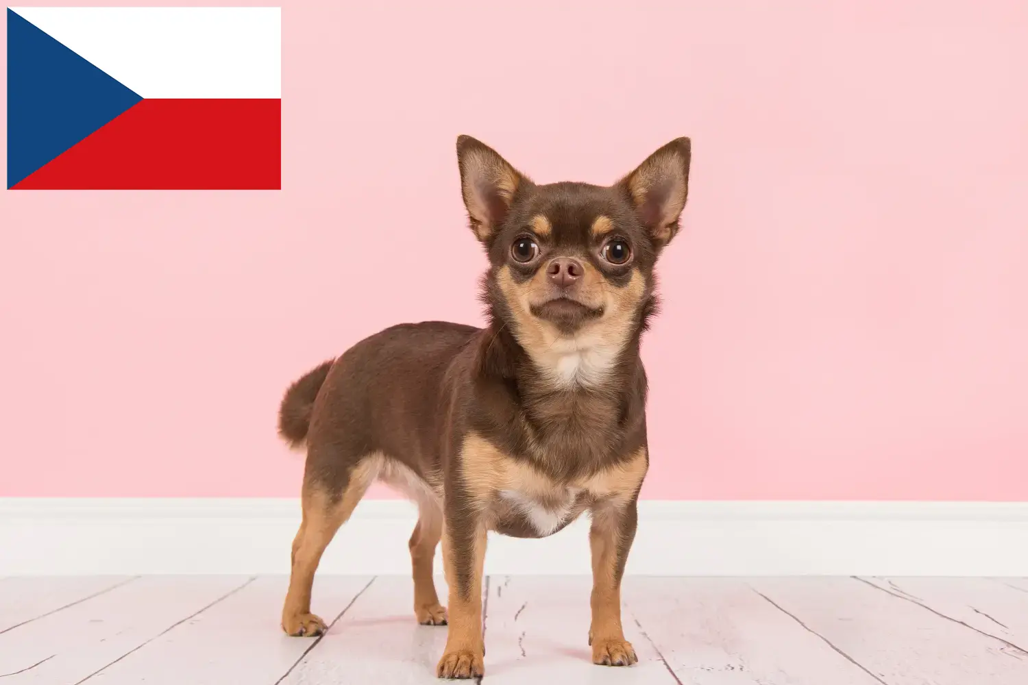 Read more about the article Chihuahua breeders and puppies in the Czech Republic