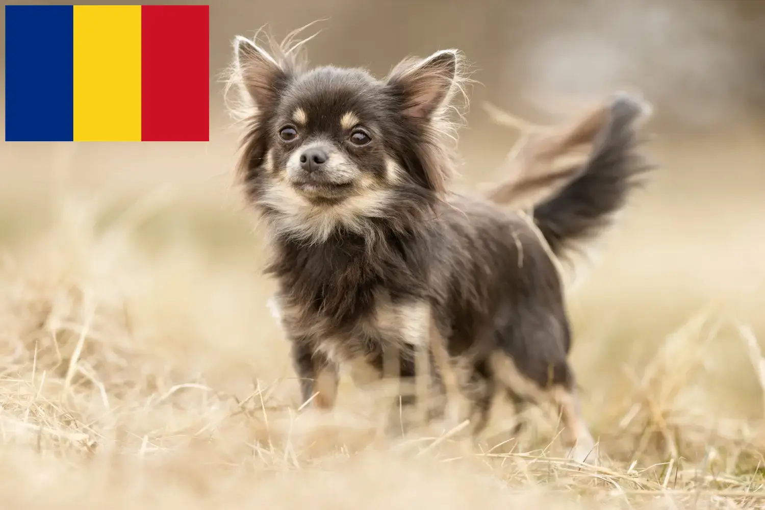 Read more about the article Chihuahua breeders and puppies in Romania