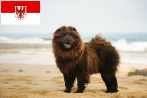 Read more about the article Chow-Chow breeders and puppies in Brandenburg