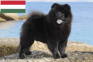 Read more about the article Chow-Chow breeders and puppies in Hungary