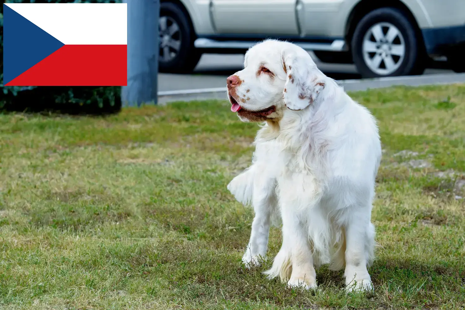 Read more about the article Clumber Spaniel breeders and puppies in the Czech Republic