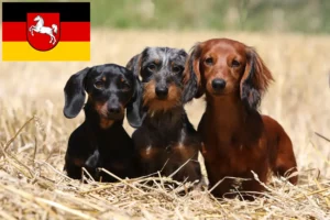 Read more about the article Dachshund breeders and puppies in Lower Saxony