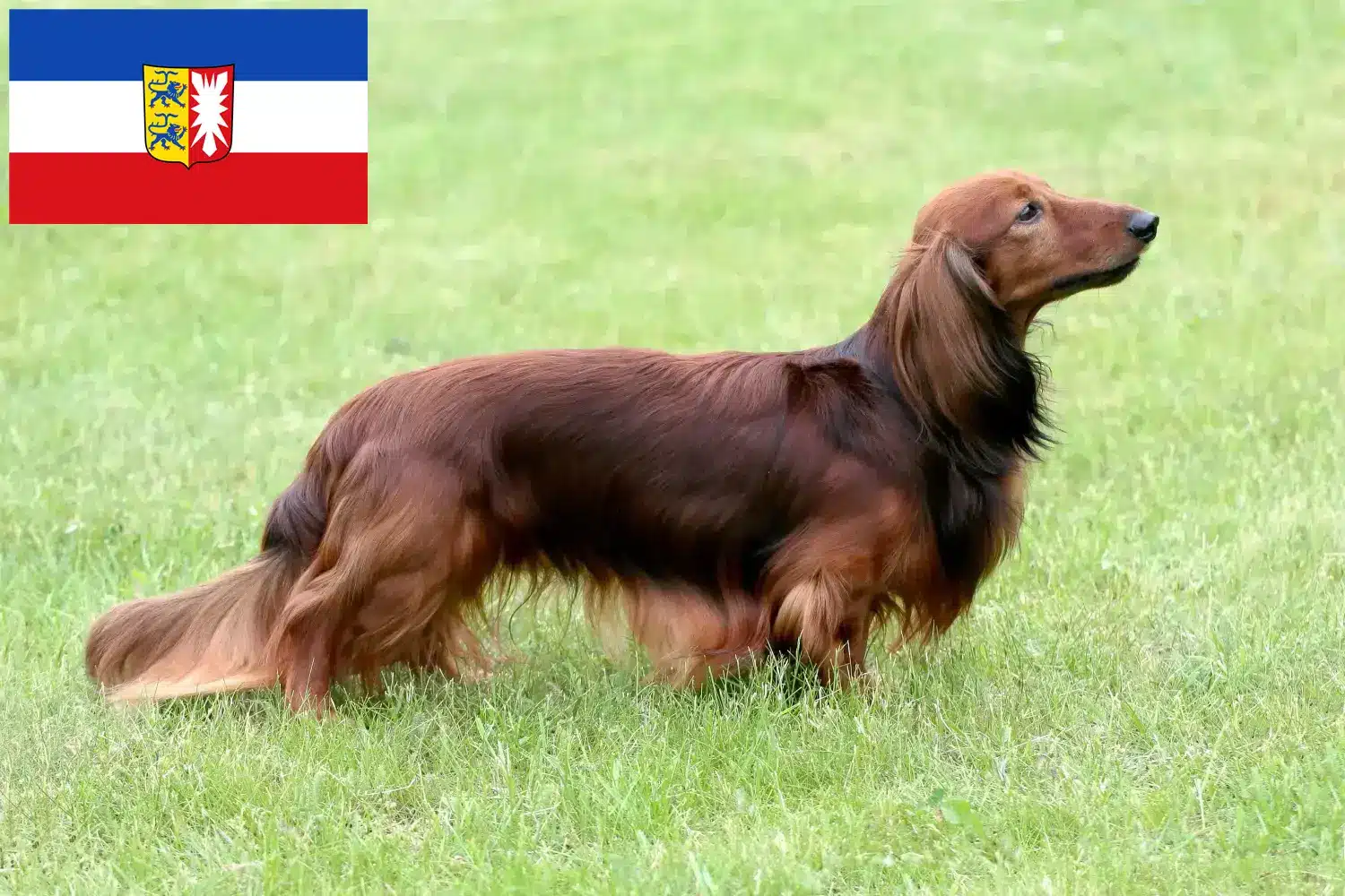 Read more about the article Dachshund breeders and puppies in Schleswig-Holstein