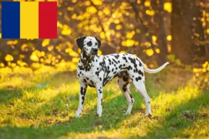 Read more about the article Dalmatian breeders and puppies in Romania