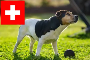 Read more about the article Danish-Swedish Farmdog breeders and puppies in Switzerland