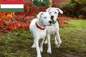 Read more about the article Dogo Argentino breeders and puppies in Hungary