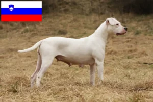 Read more about the article Dogo Argentino breeders and puppies in Slovenia