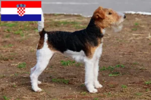 Read more about the article Fox Terrier breeders and puppies in Croatia