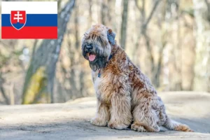 Read more about the article Irish Soft Coated Wheaten Terrier breeders and puppies in Slovakia