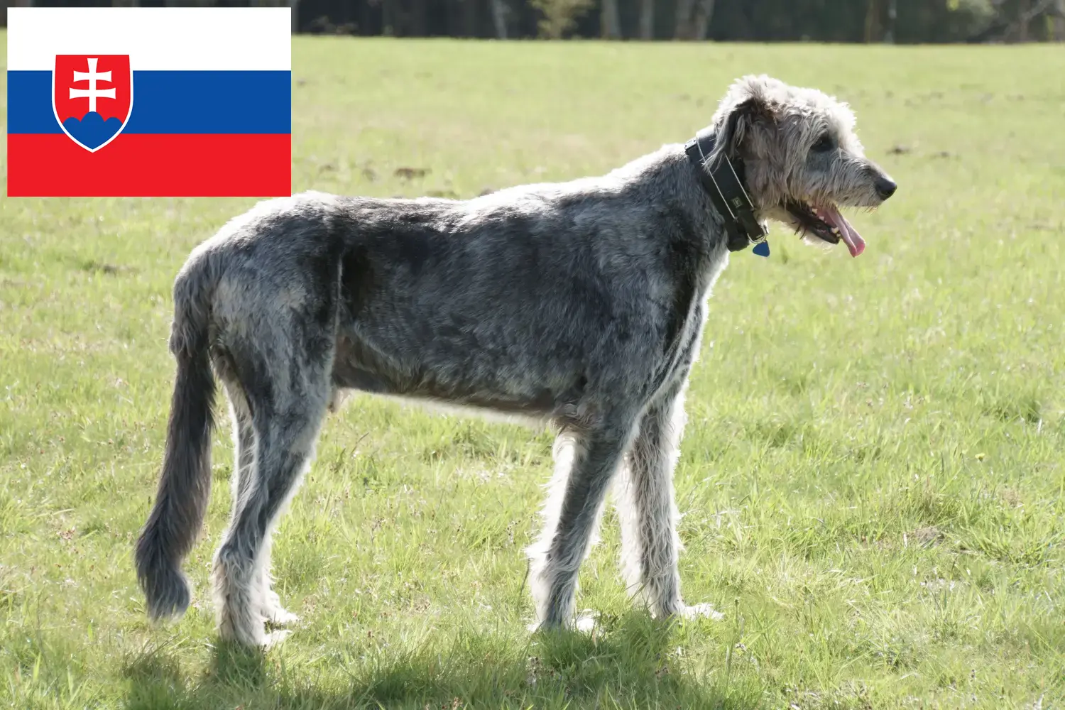 Read more about the article Irish Wolfhound breeders and puppies in Slovakia