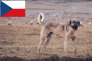 Read more about the article Kangal breeders and puppies in the Czech Republic