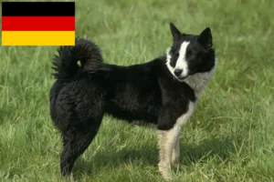 Read more about the article Karelian Bear Dog breeders and puppies in Germany