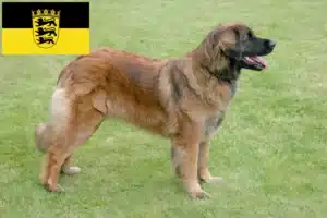 Read more about the article Leonberger breeders and puppies in Baden-Württemberg