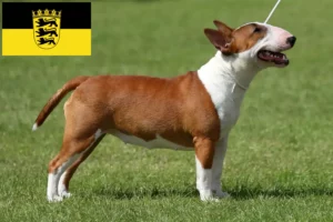 Read more about the article Miniature Bull Terrier breeders and puppies in Baden-Württemberg