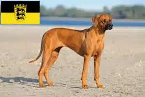 Read more about the article Rhodesian Ridgeback breeders and puppies in Baden-Württemberg