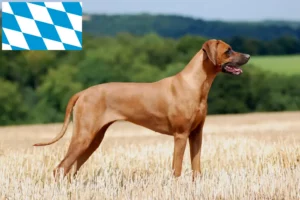 Read more about the article Rhodesian Ridgeback breeders and puppies in Bavaria