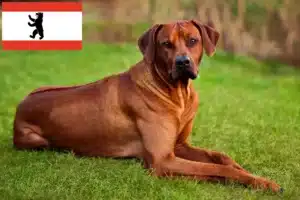 Read more about the article Rhodesian Ridgeback breeders and puppies in Berlin