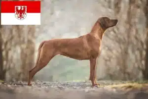 Read more about the article Rhodesian Ridgeback breeders and puppies in Brandenburg