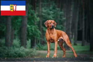 Read more about the article Rhodesian Ridgeback breeders and puppies in Schleswig-Holstein