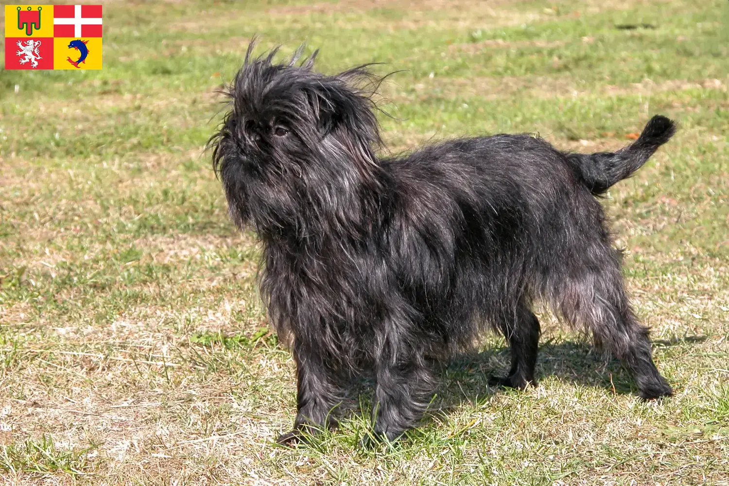 Read more about the article Affenpinscher breeders and puppies in Auvergne-Rhône-Alpes