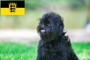 Read more about the article Affenpinscher breeders and puppies in Baden-Württemberg