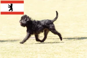 Read more about the article Affenpinscher breeders and puppies in Berlin