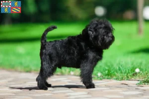 Read more about the article Affenpinscher breeders and puppies in Bourgogne-Franche-Comté