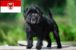 Read more about the article Affenpinscher breeders and puppies in Brandenburg