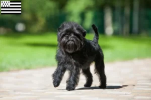 Read more about the article Affenpinscher breeders and puppies in Brittany